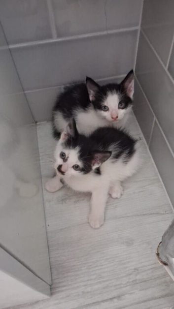2 adorable sibling Kittens