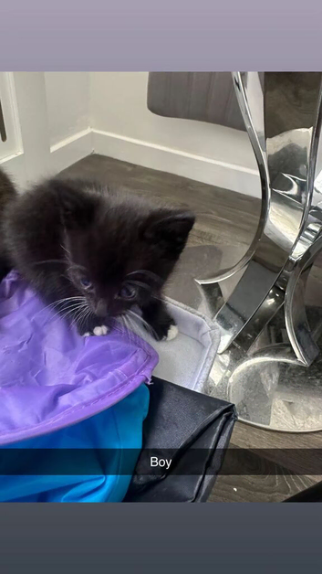Kittens for sale
