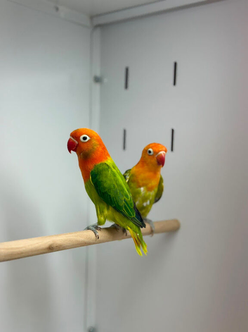 Love birds
