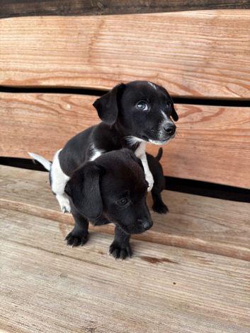2 beautiful jackshund boys for sale
