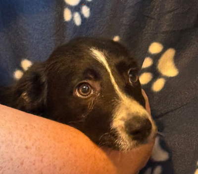 Collie x Huntaway puppies