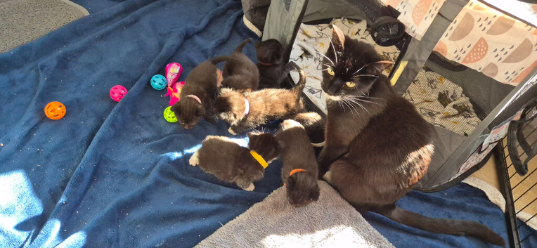 Kittens for sale