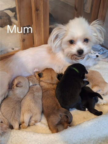 Stunning Shih Tzu puppies looking for Forever Homes