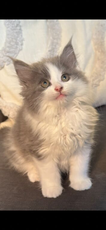 Beautiful fluffy male kitten
