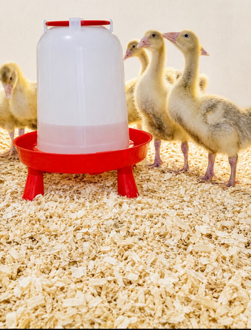 OFF HEAT GOSLINGS