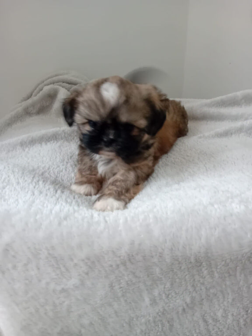 Beautiful Female Shih Tzu Puppy