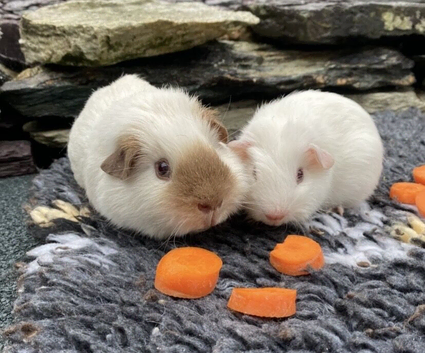 Beautiful bonded boys.