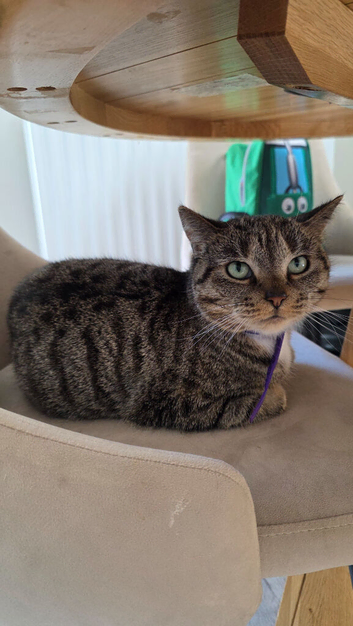 Cleo - in need of rehome.