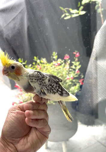 Six month old cocktail