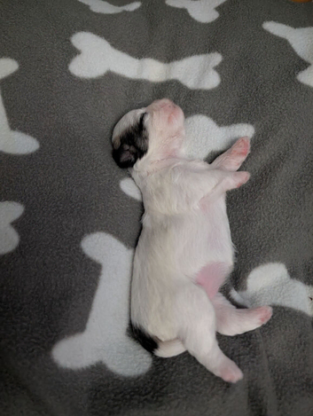Puppies looking forever home