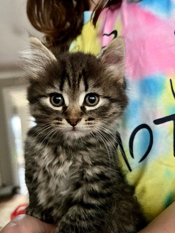 Siberian kitten