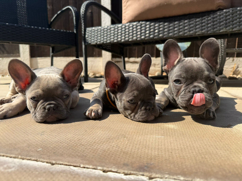 Frenchie for sell