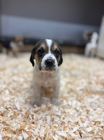 Beagle puppies