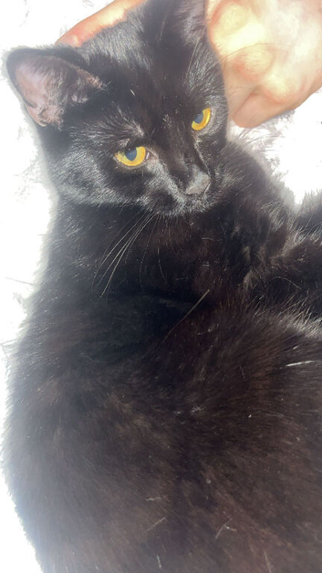2 beautiful cats looking for a new hime