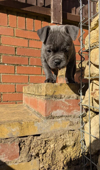 Beautiful staffy Puppies