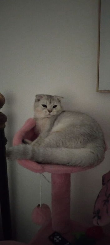 Scottish fold girl 7 months