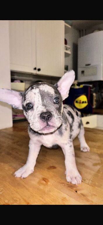 French bulldog x pocket bully