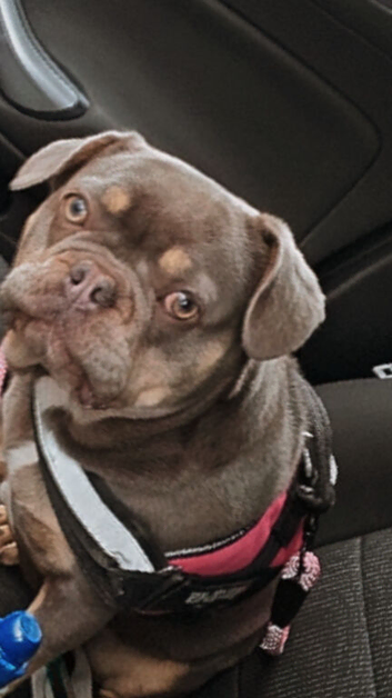 Little luna needs a home