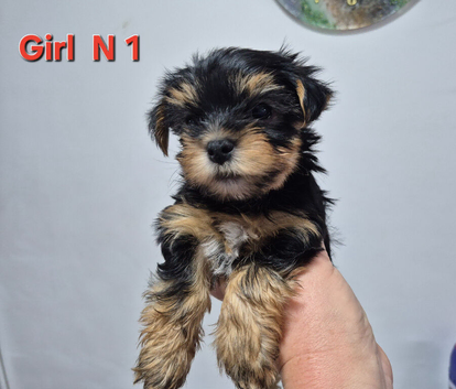 Yorkshire  Biewier terrier