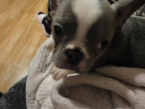 Amazing panda French bulldog