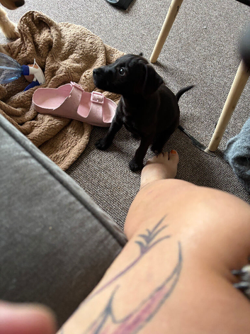 Patterdale dog