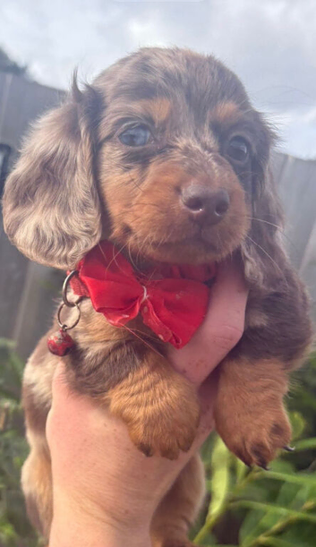 Miniature Dachshund girls