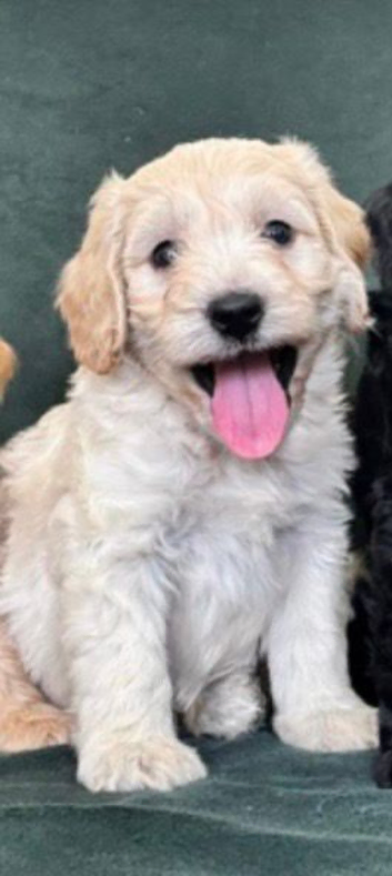 Gorgeous champagne boy Cockapoo puppy