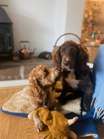 Responsible and fun loving dog walker required for two cheeky chappies in St. Ives, Cornwall