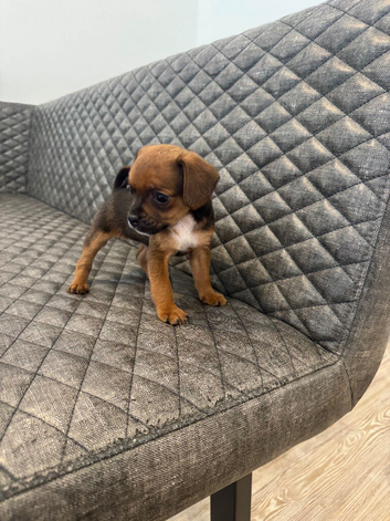 Pug X puppy