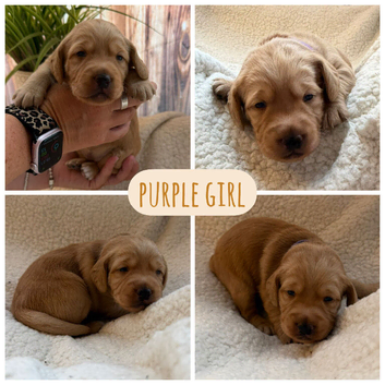 Beautiful Double Doodle puppies for sale