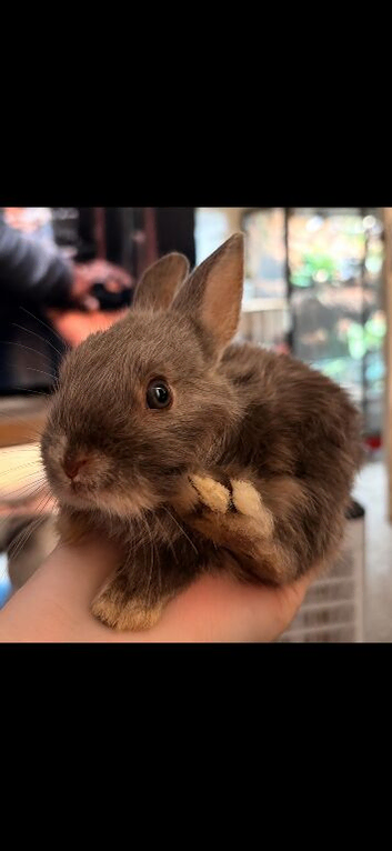 Dwarf cross rabbits.
