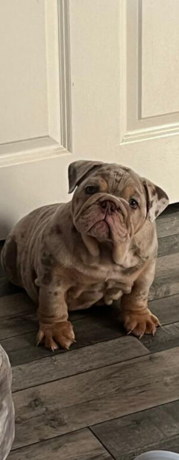 Lilac and tan merle girl English bulldog