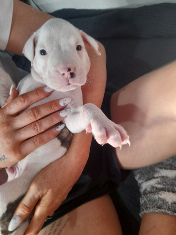 Ready to leave now rare Beautiful alpha blue bulldog puppies (born on the 25th)