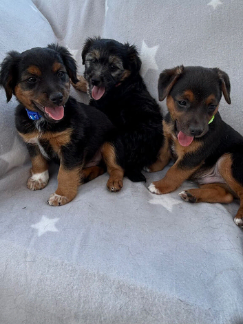 Jack Russell terrier puppy&rsquo;s