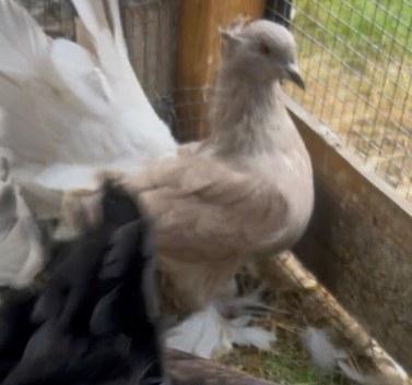 Indian fantails. ( Not all )