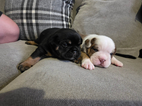 2 beautiful British bulldog cross pups