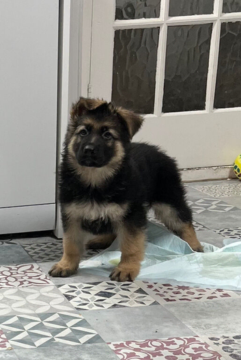 Gorgeous pure German Shepherd puppies