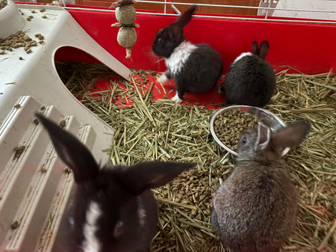 Baby rabbits mixed sex
