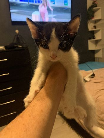 Kitten black and white girl 8 weeks old