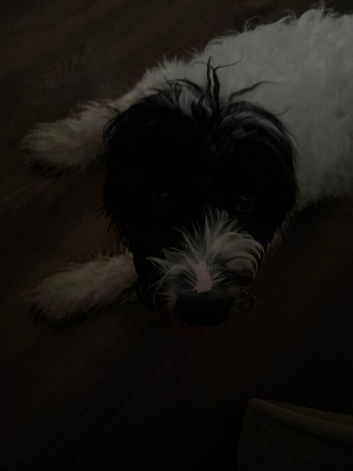 Cockapoo puppy