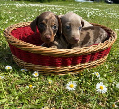 Miniature Dachshund puppies