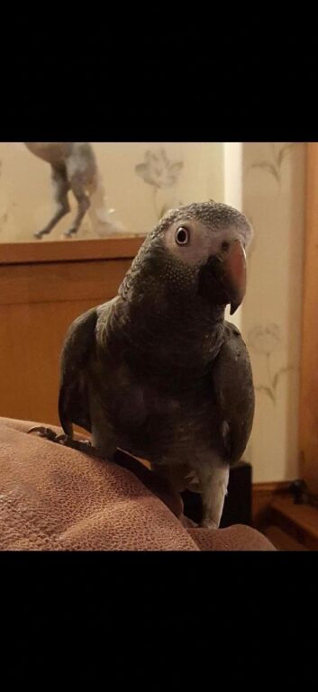 African grey parrot good talker inc cage all toys