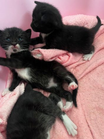 5 beautiful tuxedo kittens!