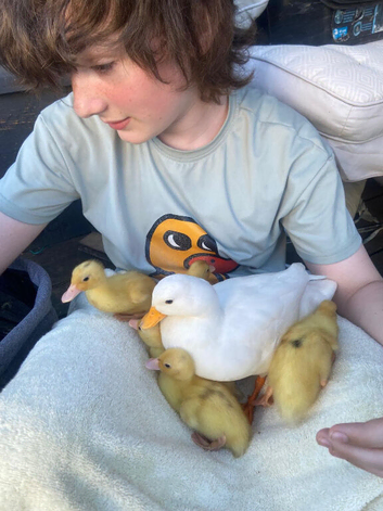 Stunning White Call Ducklings - Sorry all ducks are sold now, thank you
