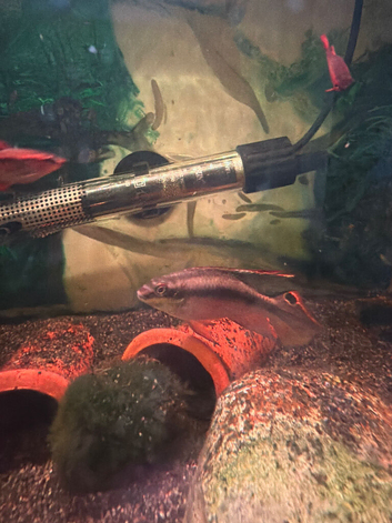 Pair of Rainbow Kribs
