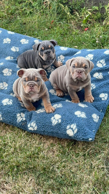 KC English bulldogs