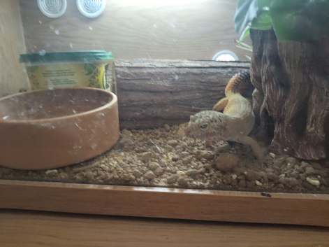 Gecko