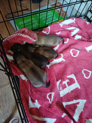 Shih-tzu / Pomchi cross pups needing a forever home