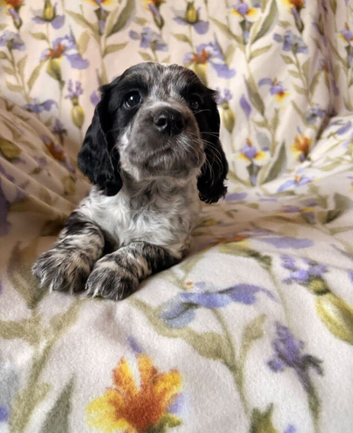 Working cocker spaniels blue roan