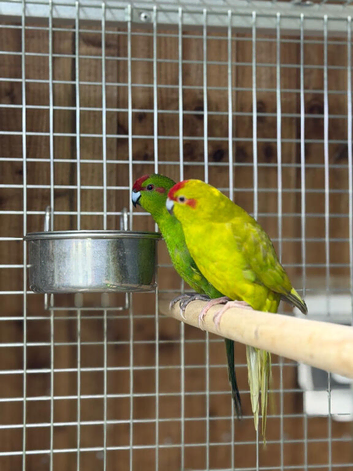 Kakariki parrot